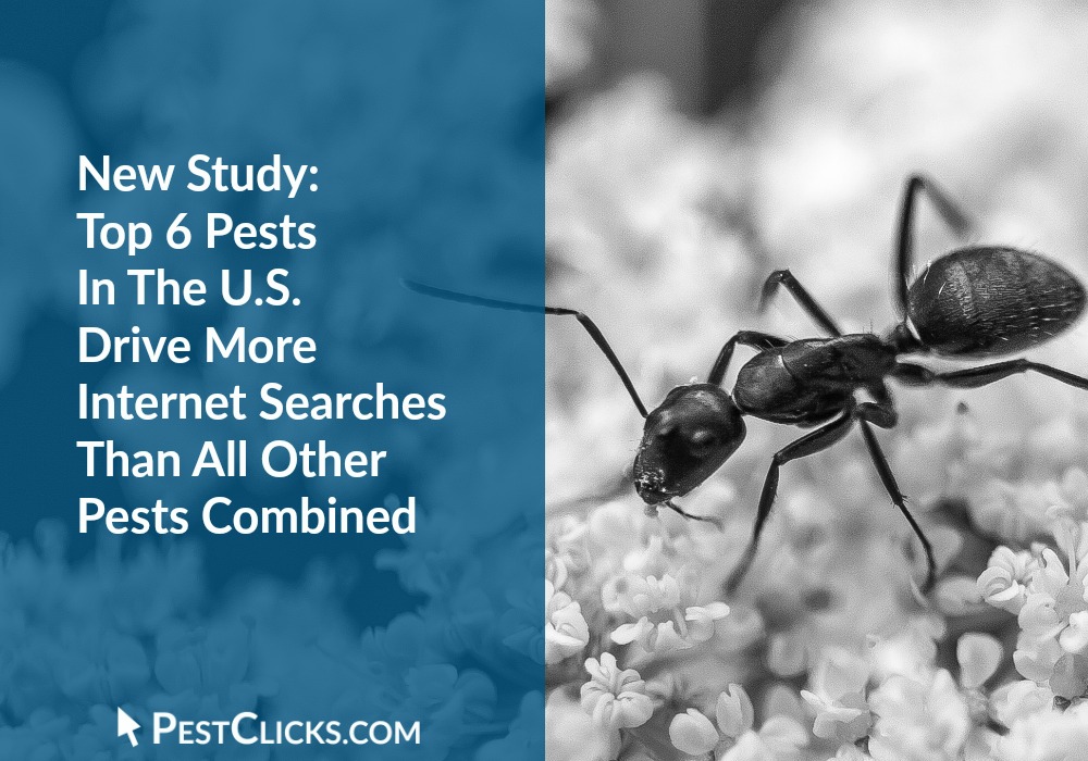 Top US Pests